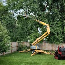Lawn Renovation and Restoration in Pecatonica, IL
