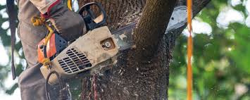 Best Tree Trimming and Pruning  in Pecatonica, IL