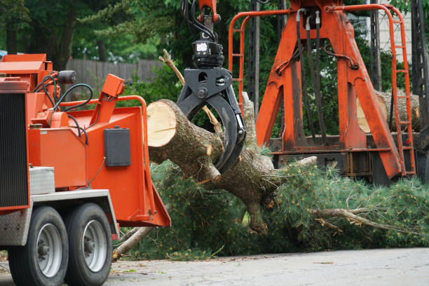 Best Lawn Disease Treatment  in Pecatonica, IL