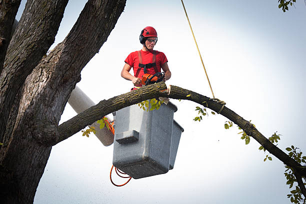 Best Root Management and Removal  in Pecatonica, IL