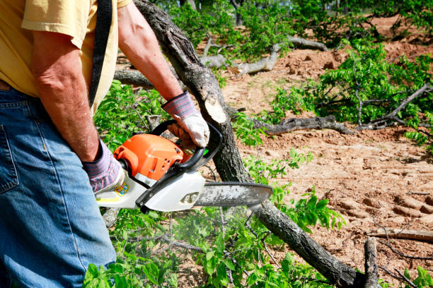 Best Lawn Drainage Solutions  in Pecatonica, IL